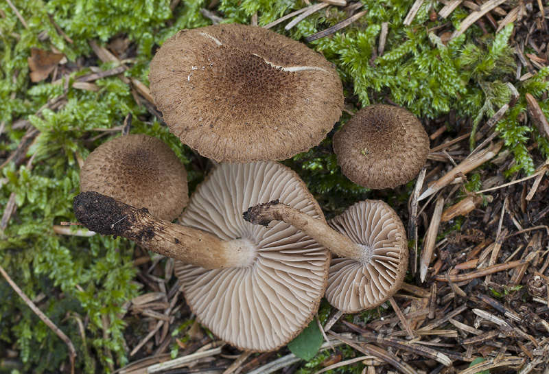 Inocybe lanuginosa